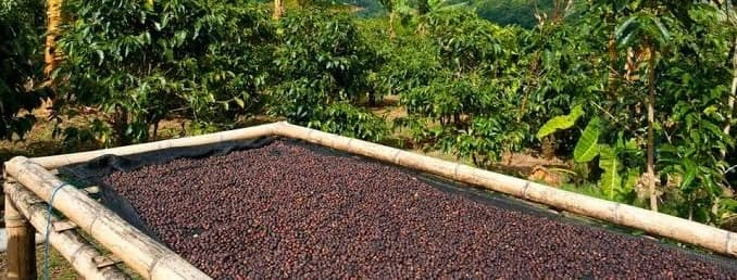 Coffee is grown in one place and made valuable in another. profile picture