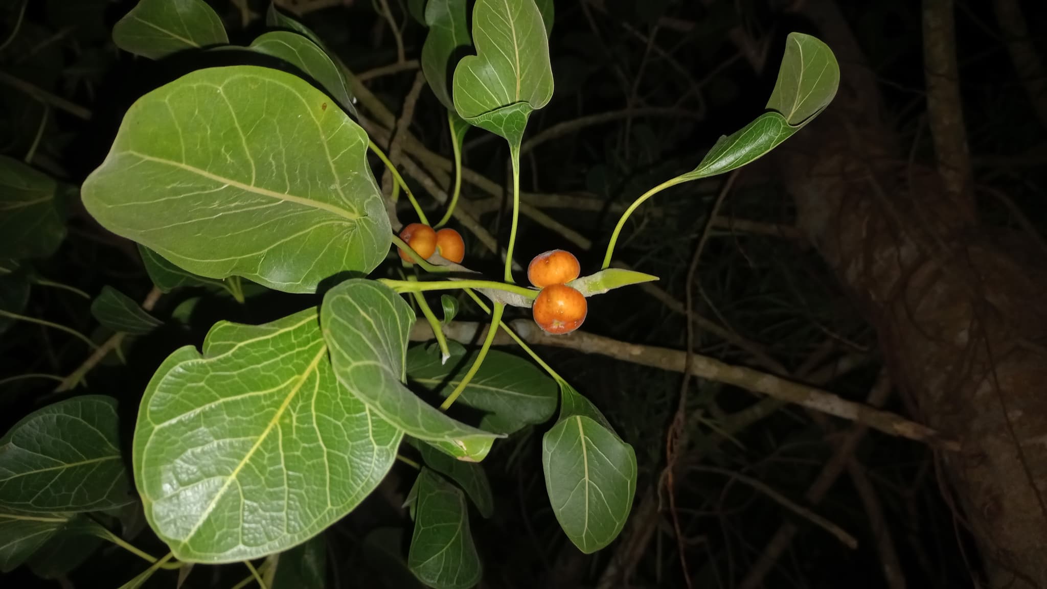 Ficus Krishnae: A Glimpse into Odisha's Sacred Fig and Its Natural Beauty. profile picture